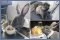 Bunny in a bow tie lives the high life flying business class with owner and being served nuts by stewardesses