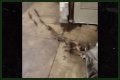 Rats Run Out From Under Homeless Person's Blanket on NYC Subway Platform